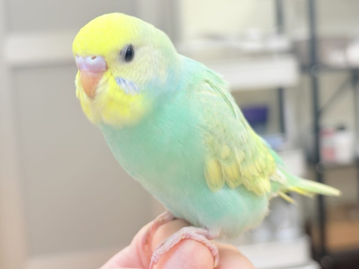 好奇心旺盛だよ💛セキセイインコ(パステルレインボースパングル)ヒナ セキセイインコ
