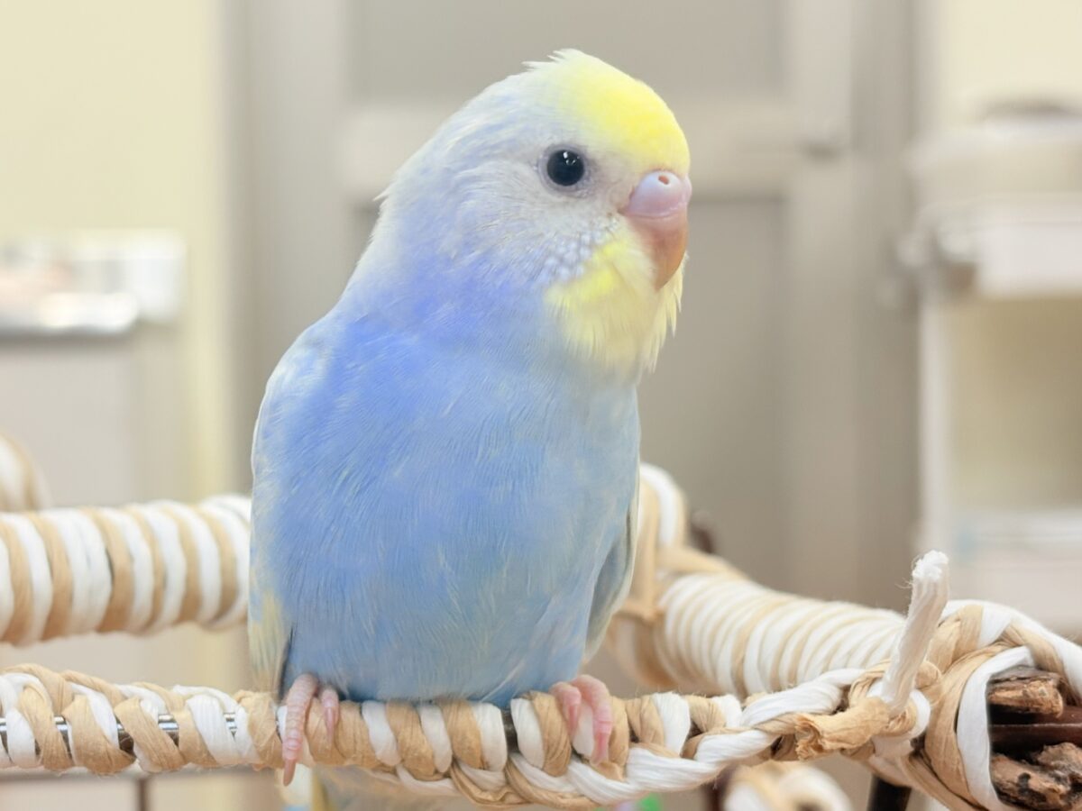 夏の爽やかクリームソーダちゃん🩵💛セキセイインコ(パステルレインボー)ヒナ セキセイインコ