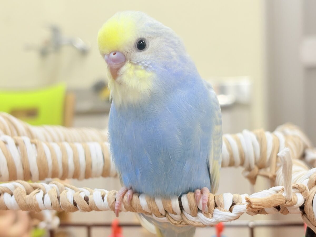 夏の爽やかクリームソーダちゃん🩵💛セキセイインコ(パステルレインボー)ヒナ セキセイインコ