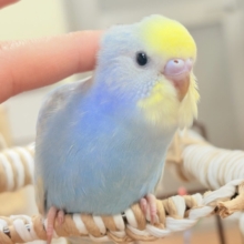 夏の爽やかクリームソーダちゃん🩵💛セキセイインコ（パステルレインボー）ヒナ