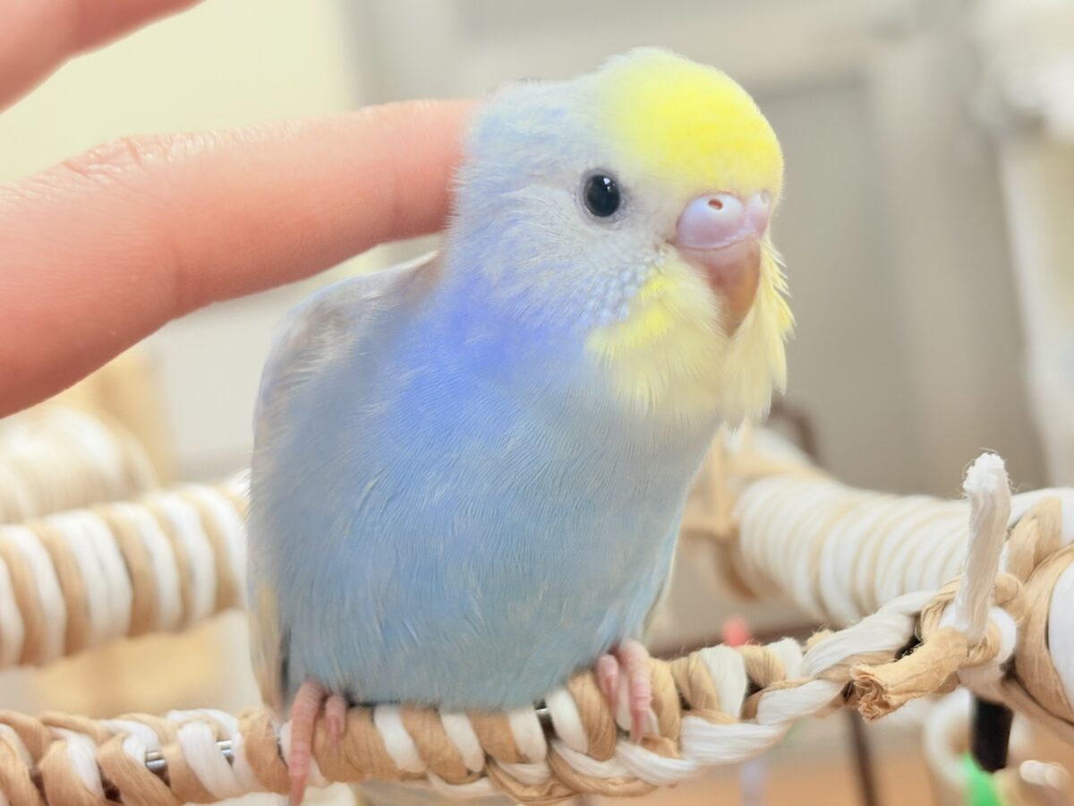 夏の爽やかクリームソーダちゃん🩵💛セキセイインコ(パステルレインボー)ヒナ セキセイインコ