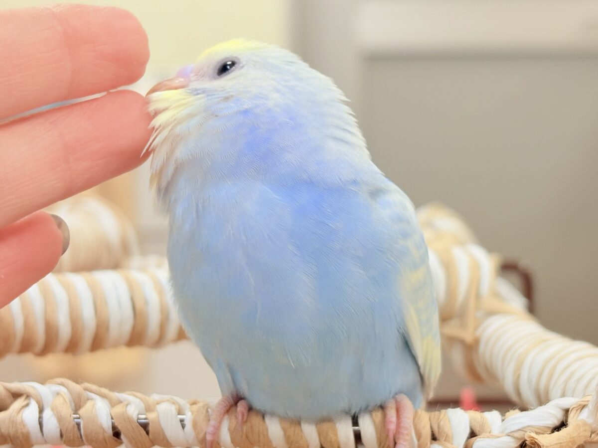 夏の爽やかクリームソーダちゃん🩵💛セキセイインコ(パステルレインボー)ヒナ セキセイインコ