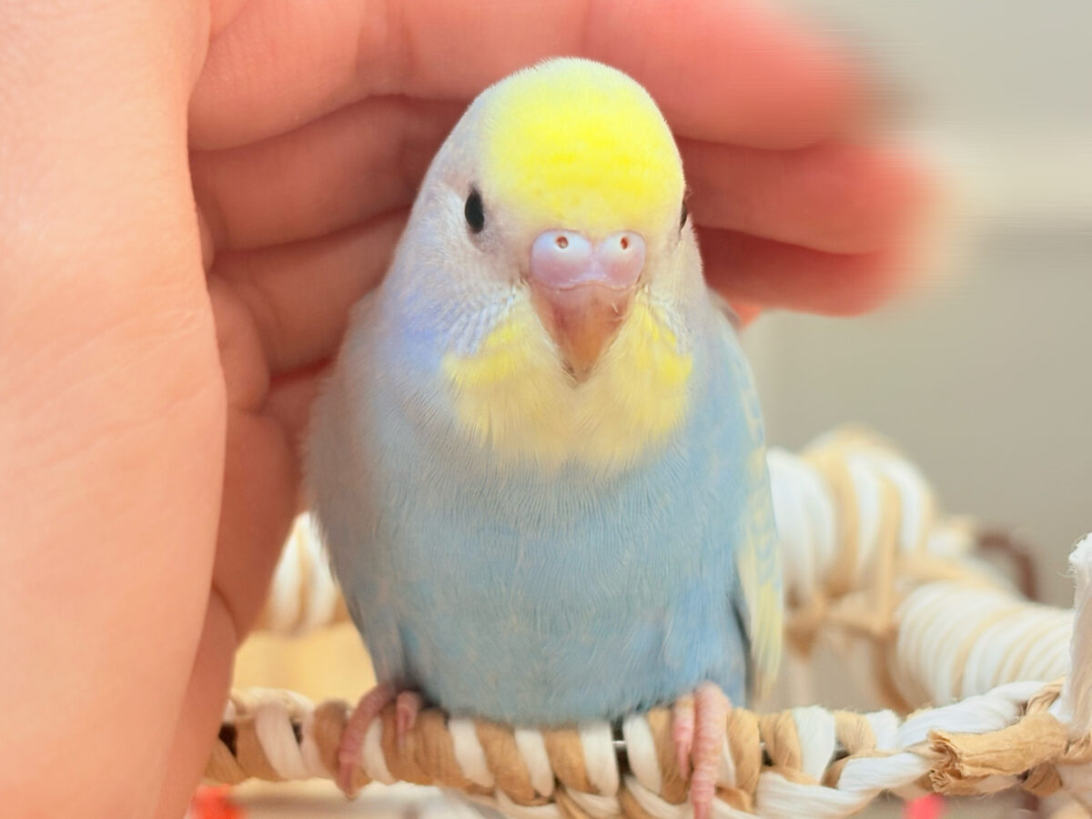 夏の爽やかクリームソーダちゃん🩵💛セキセイインコ(パステルレインボー)ヒナ セキセイインコ