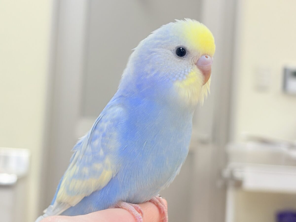 夏の爽やかクリームソーダちゃん🩵💛セキセイインコ(パステルレインボー)ヒナ セキセイインコ