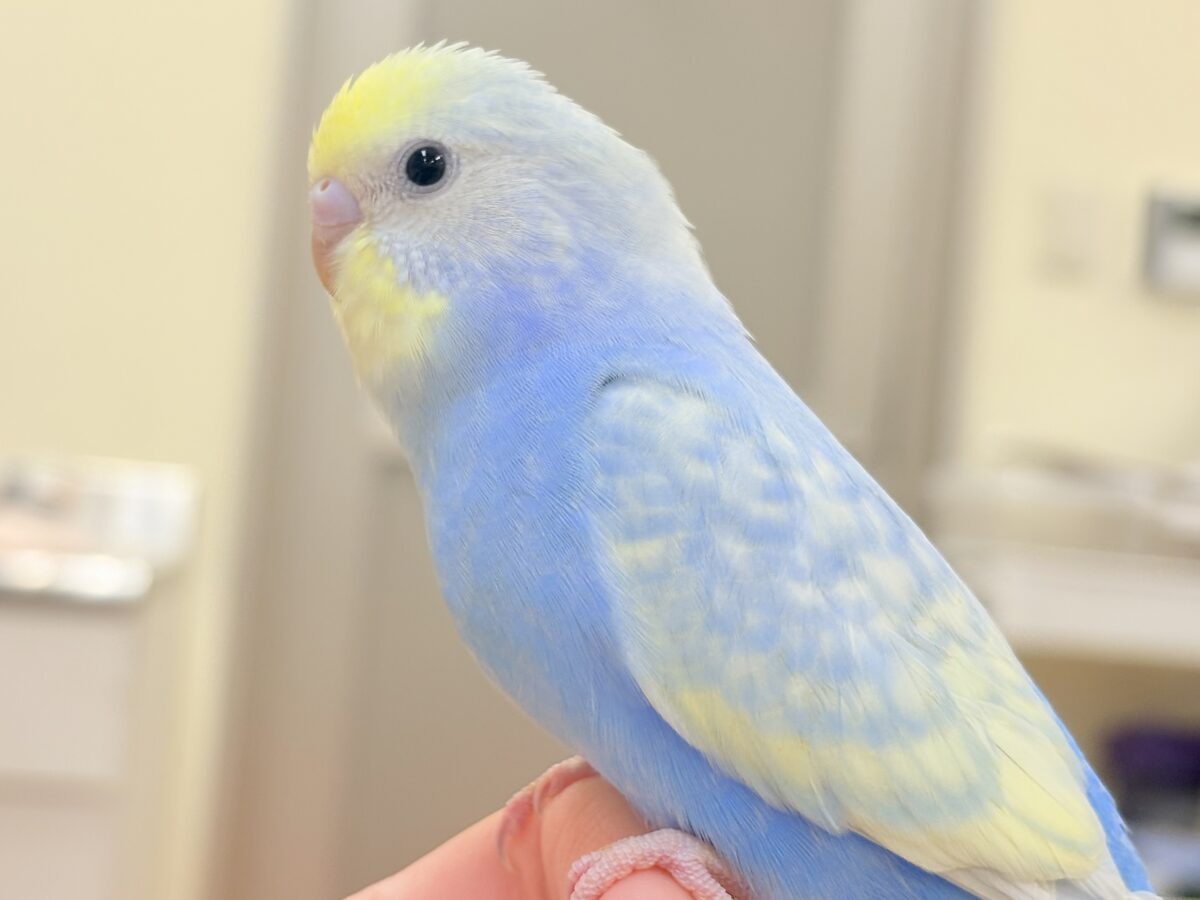夏の爽やかクリームソーダちゃん🩵💛セキセイインコ(パステルレインボー)ヒナ セキセイインコ