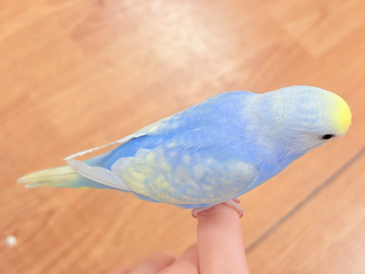 夏の爽やかクリームソーダちゃん🩵💛セキセイインコ(パステルレインボー)ヒナ セキセイインコ