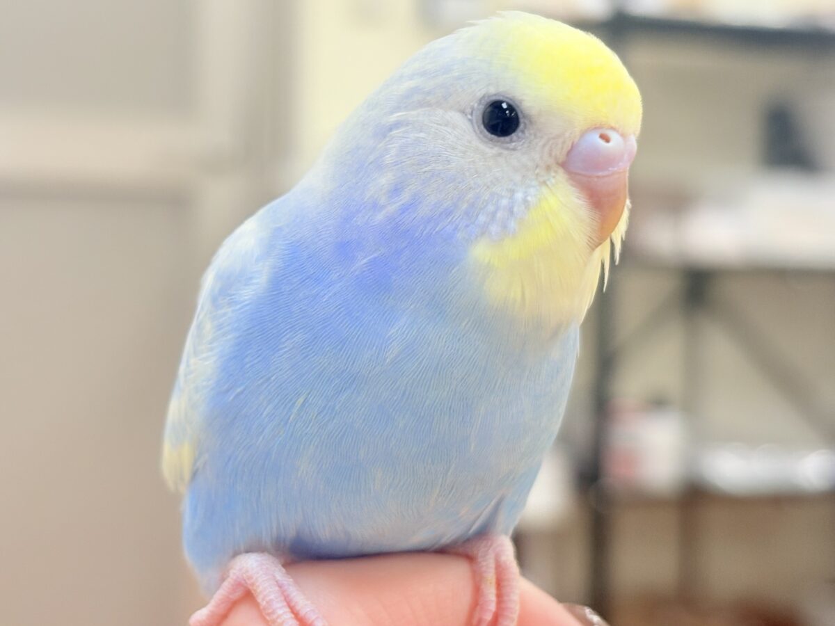 夏の爽やかクリームソーダちゃん🩵💛セキセイインコ(パステルレインボー)ヒナ セキセイインコ