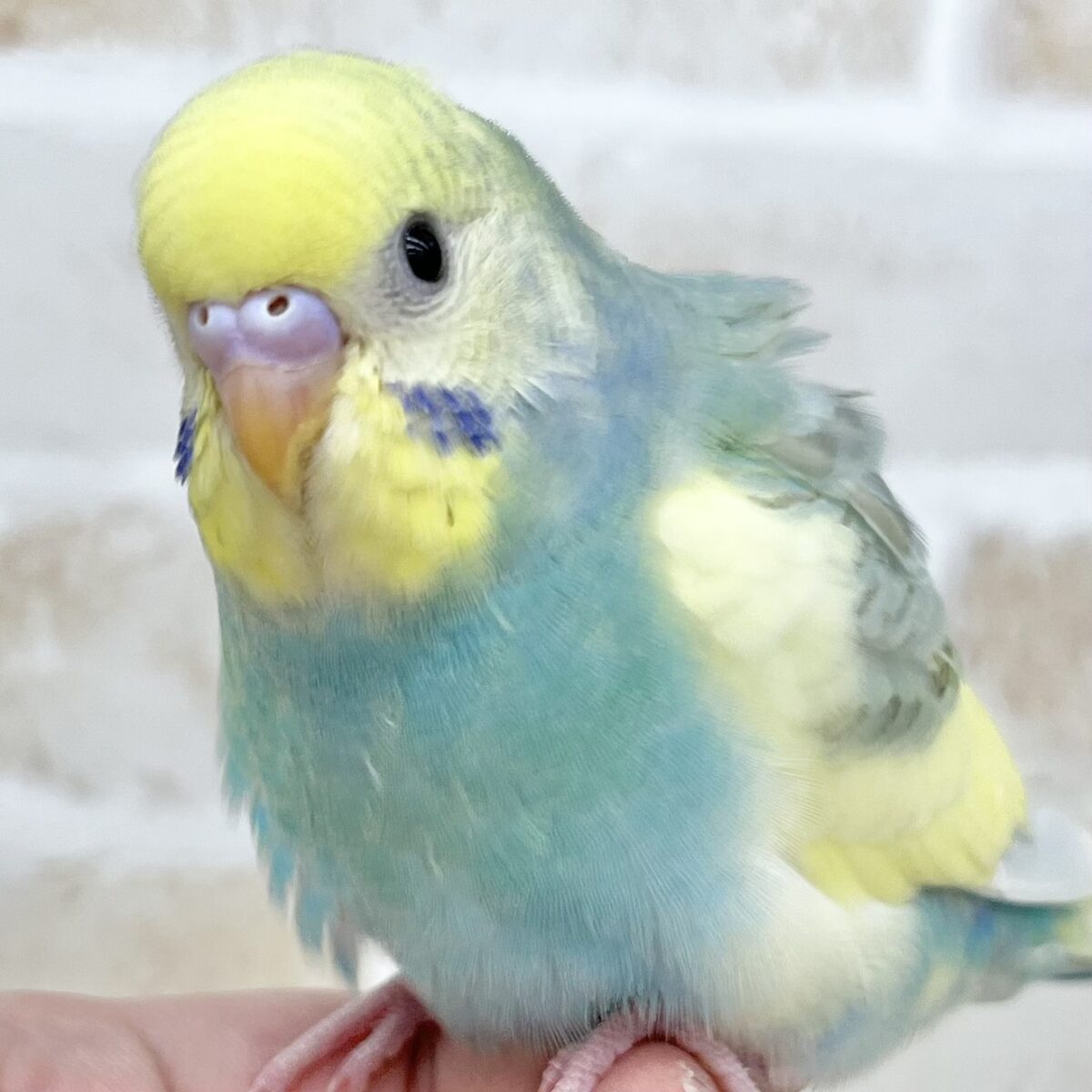 【🆙最新画像あり‼️】可愛いお顔です💖✨　セキセイインコ（パステルレインボーパイド）
