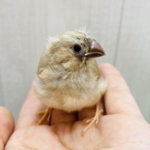 大きなお口吸い込まれちゃう〜🌀キンカ鳥フォーン🤎