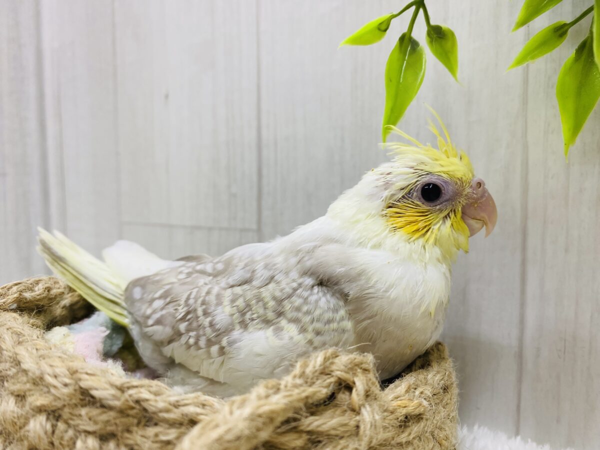 オカメインコ