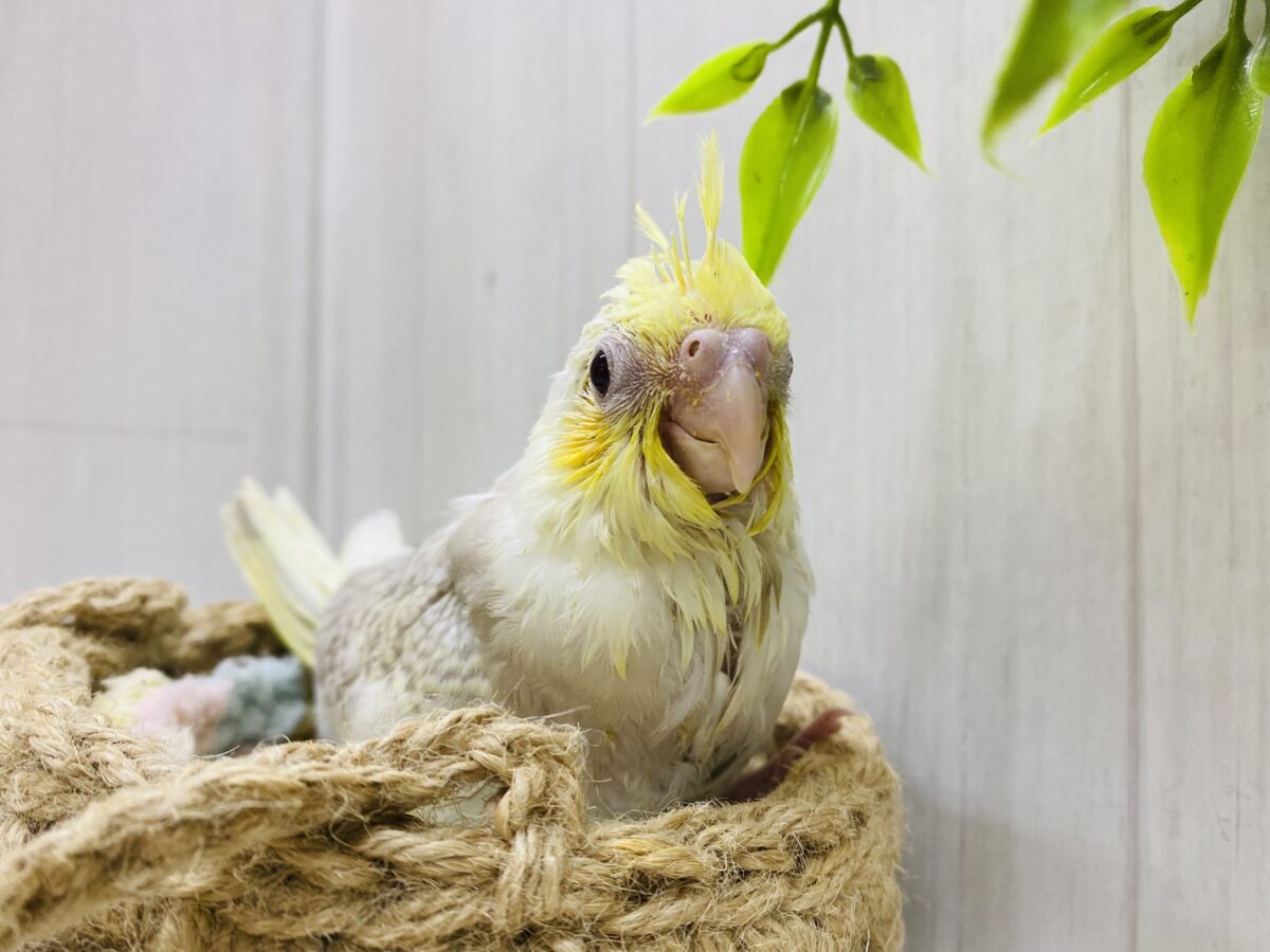 オカメインコ