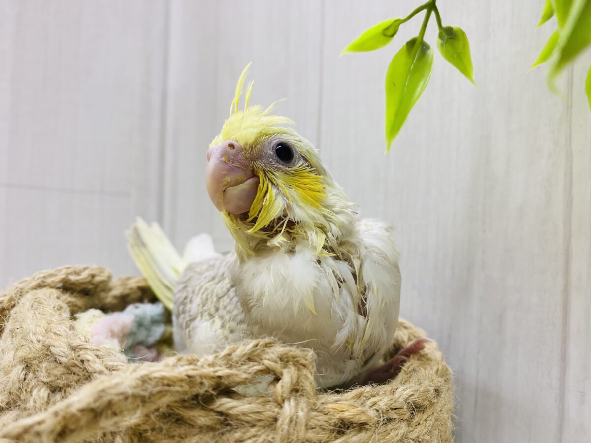 オカメインコ