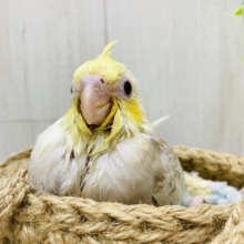 優しさたっぷり💛儚い✨オカメインコ（シナモンパールパイド）