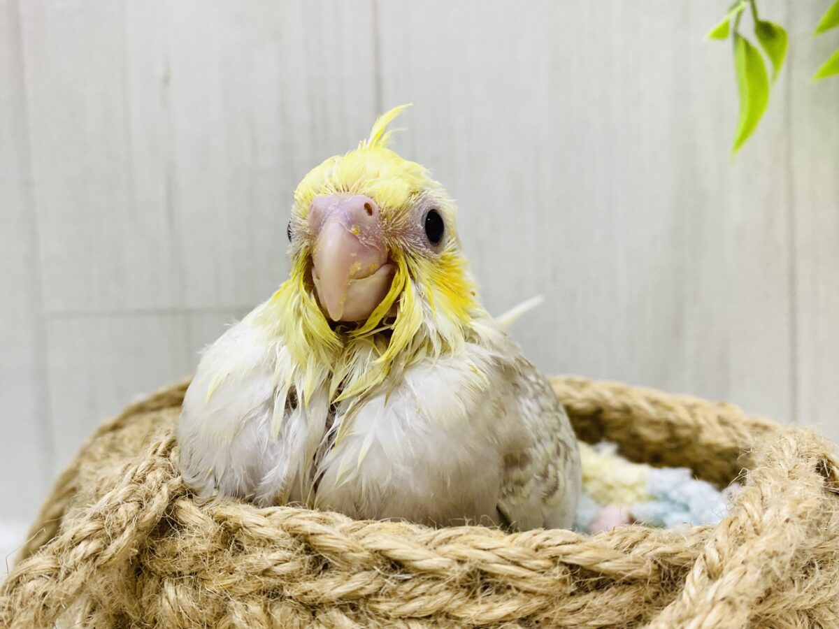 優しさたっぷり💛儚い✨オカメインコ（シナモンパールパイド）