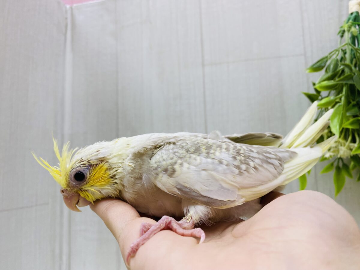 オカメインコ