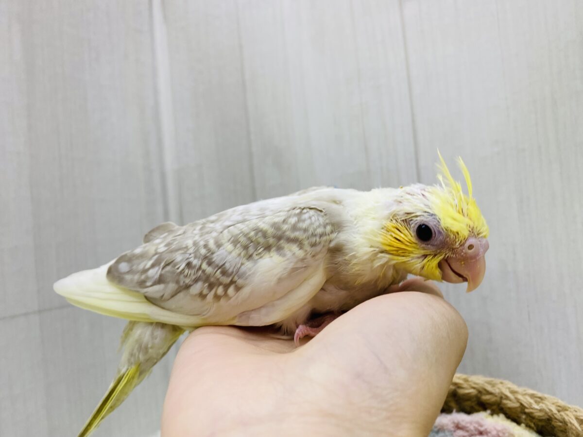 オカメインコ
