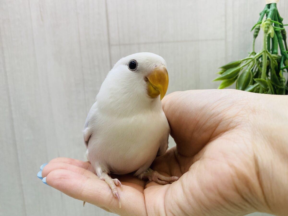 コザクラインコ（小桜インコ）