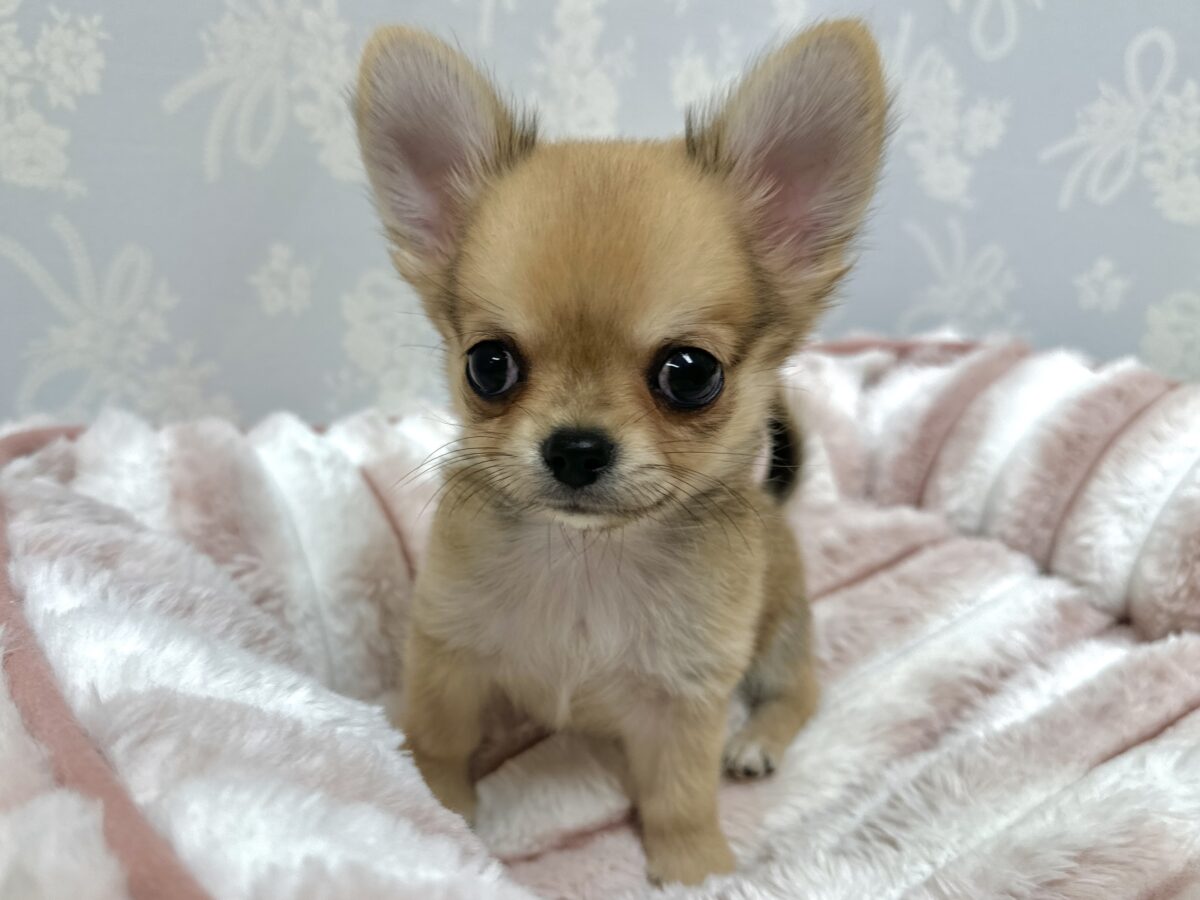 チワワ