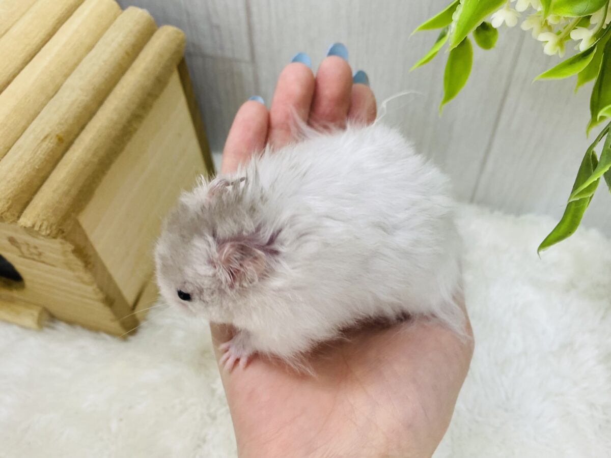ゴールデンハムスター
