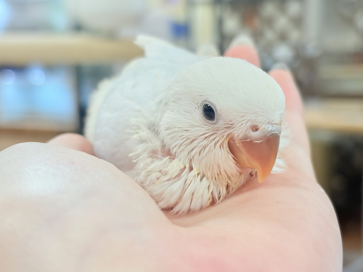 ほんわか優しい雰囲気🫧✨️コザクラインコ(ヒナ)パリド系 コザクラインコ(小桜インコ)