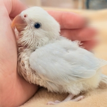 ほんわか優しい雰囲気🫧✨️コザクラインコ(ヒナ)パリド系
