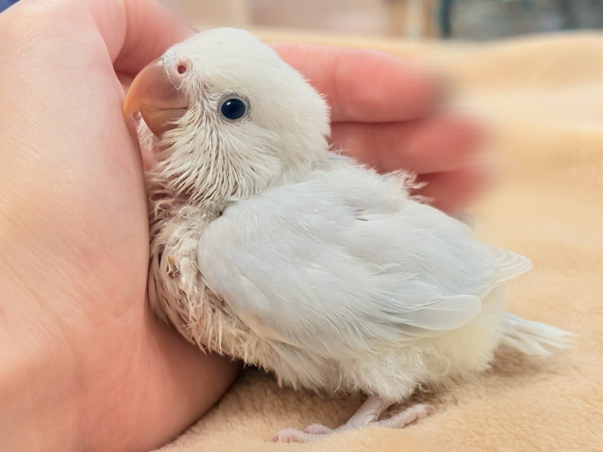 ほんわか優しい雰囲気🫧✨️コザクラインコ(ヒナ)パリド系 コザクラインコ(小桜インコ)