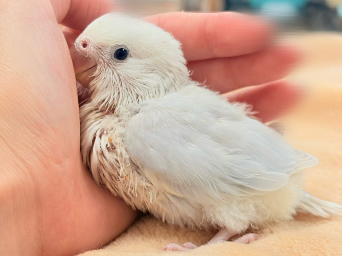 ほんわか優しい雰囲気🫧✨️コザクラインコ(ヒナ)パリド系 コザクラインコ(小桜インコ)