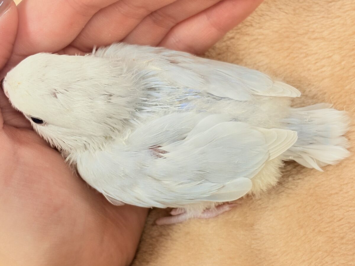 ほんわか優しい雰囲気🫧✨️コザクラインコ(ヒナ)パリド系 コザクラインコ(小桜インコ)