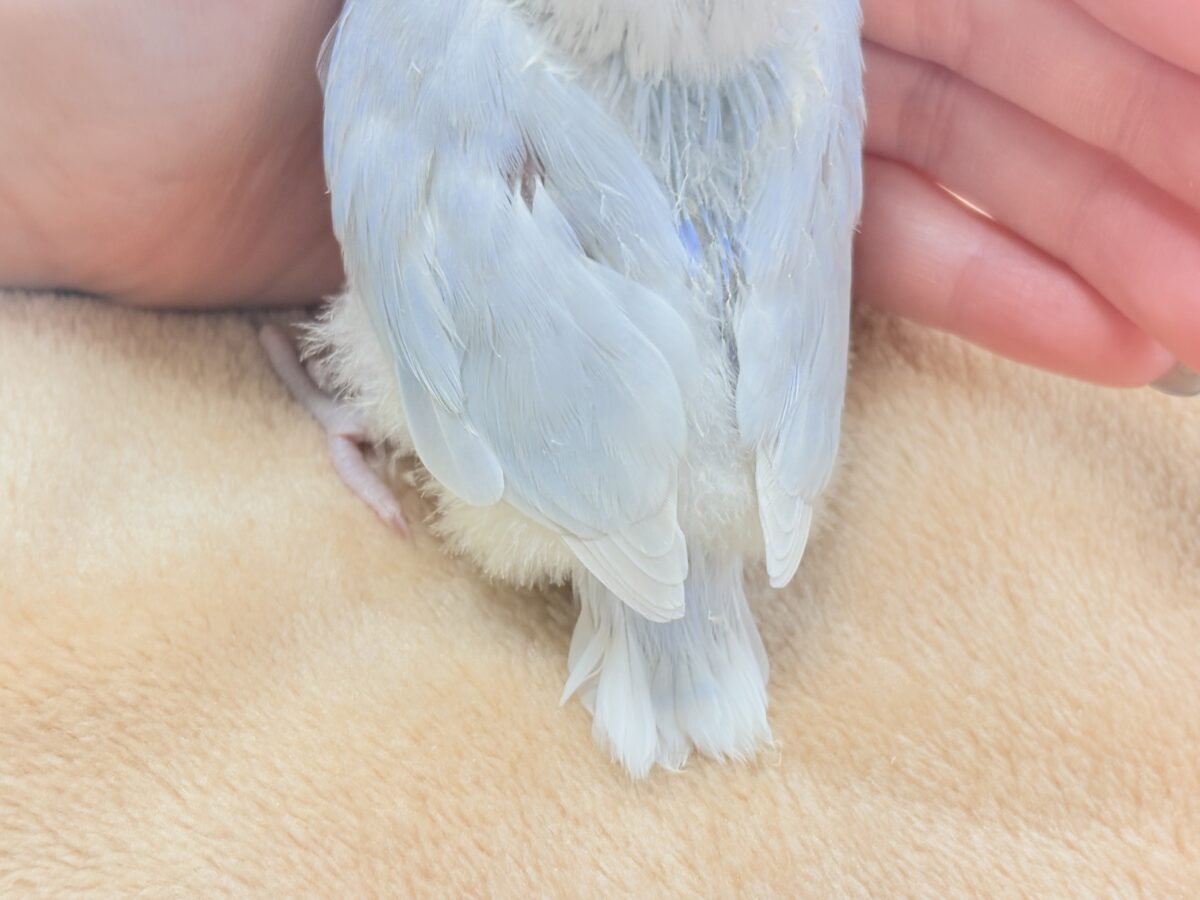 ほんわか優しい雰囲気🫧✨️コザクラインコ(ヒナ)パリド系 コザクラインコ(小桜インコ)