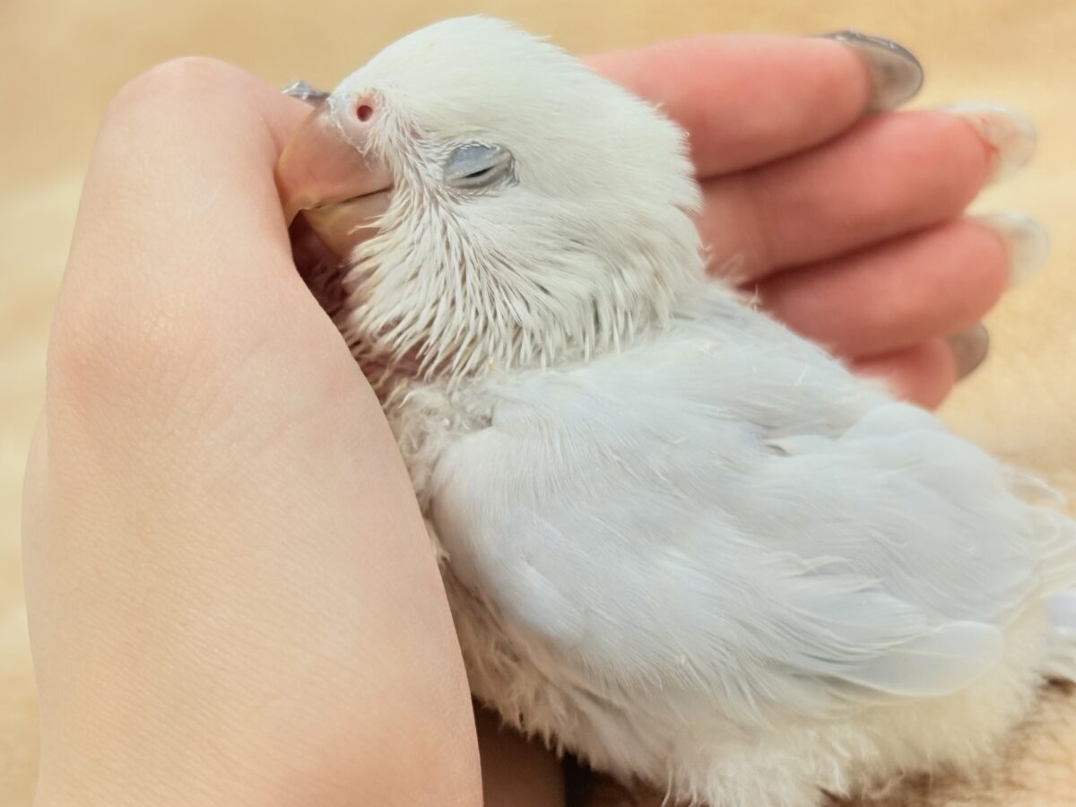 ほんわか優しい雰囲気🫧✨️コザクラインコ(ヒナ)パリド系 コザクラインコ(小桜インコ)