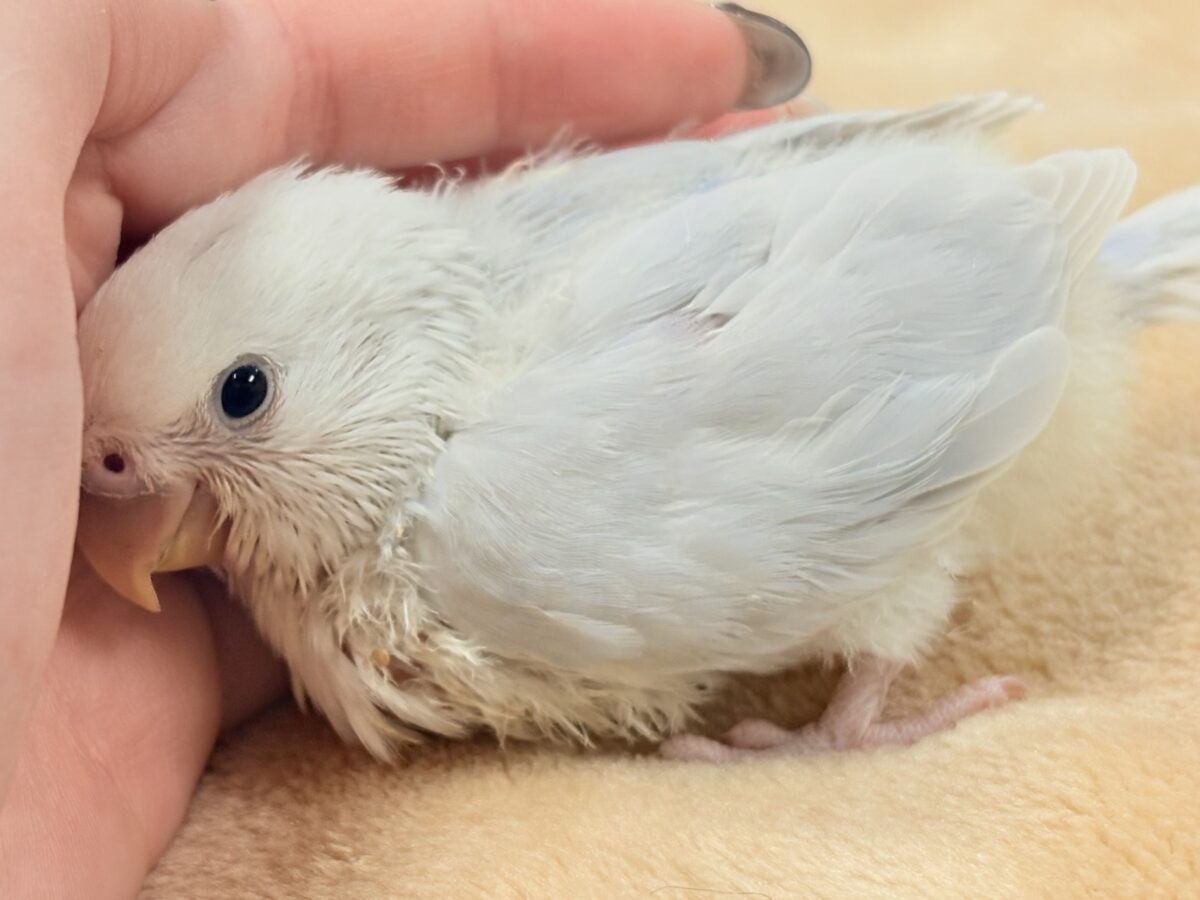 ほんわか優しい雰囲気🫧✨️コザクラインコ(ヒナ)パリド系 コザクラインコ(小桜インコ)