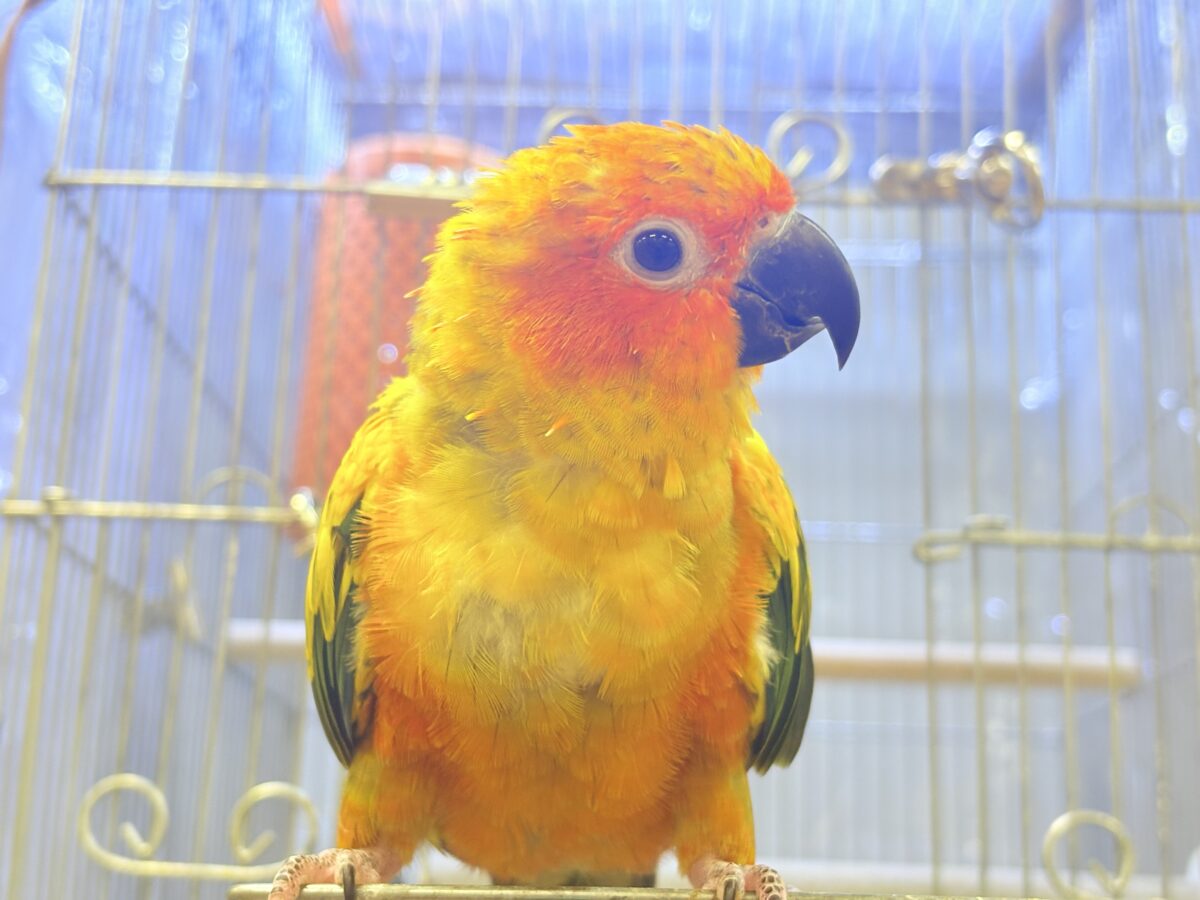 【最新画像更新🪄︎︎✨】いつでもうっ鳥❣️激甘プリティ〜バード参上🔥❤️🔥コガネメキシコインコ コガネメキシコインコ