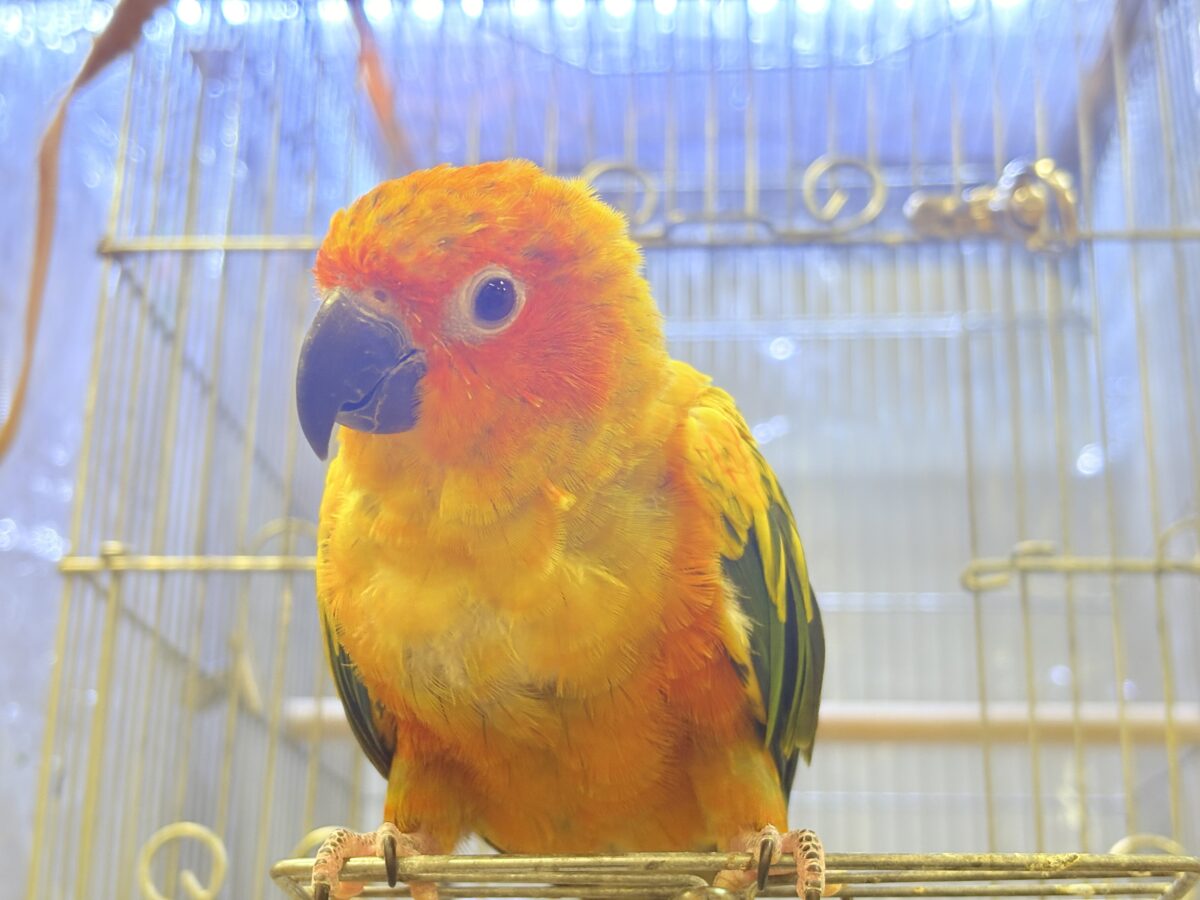 【最新画像更新🪄︎︎✨】いつでもうっ鳥❣️激甘プリティ〜バード参上🔥❤️🔥コガネメキシコインコ コガネメキシコインコ