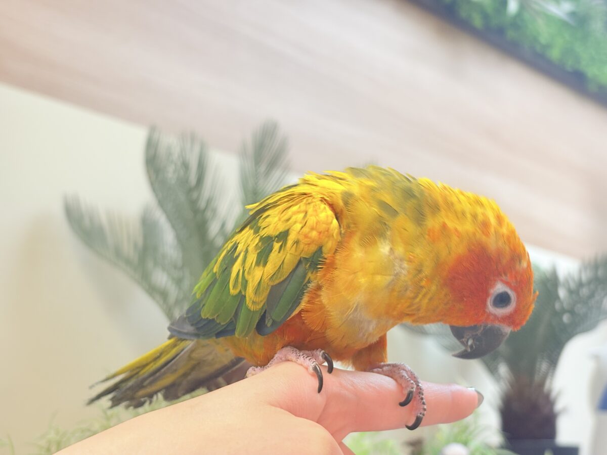 【最新画像更新🪄︎︎✨】いつでもうっ鳥❣️激甘プリティ〜バード参上🔥❤️🔥コガネメキシコインコ コガネメキシコインコ