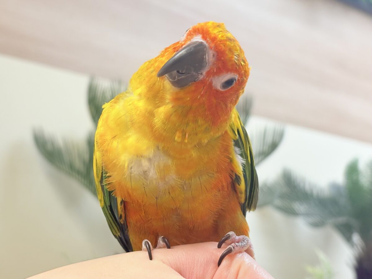 【最新画像更新🪄︎︎✨】いつでもうっ鳥❣️激甘プリティ〜バード参上🔥❤️🔥コガネメキシコインコ コガネメキシコインコ