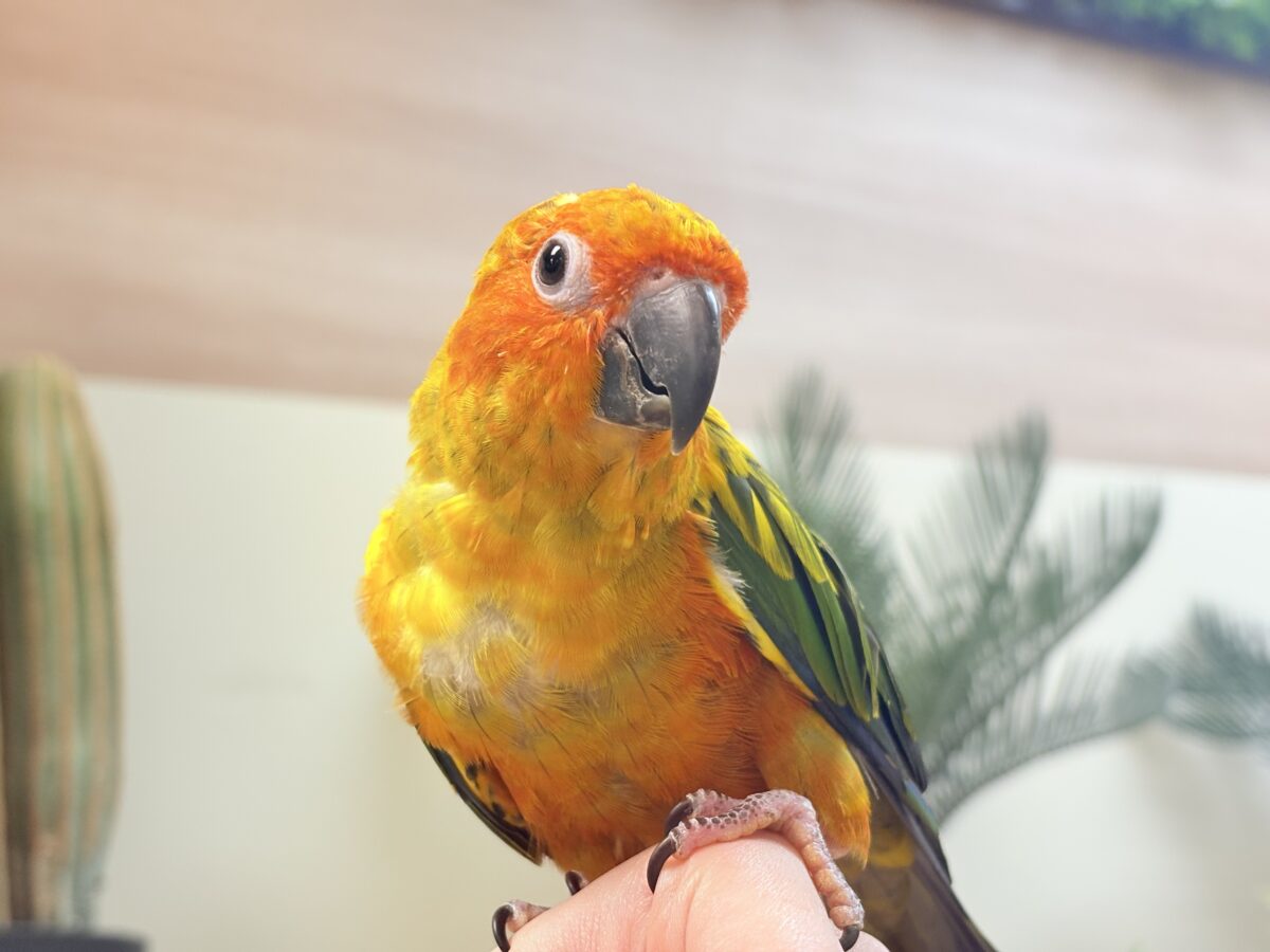 【最新画像更新🪄︎︎✨】いつでもうっ鳥❣️激甘プリティ〜バード参上🔥❤️🔥コガネメキシコインコ コガネメキシコインコ