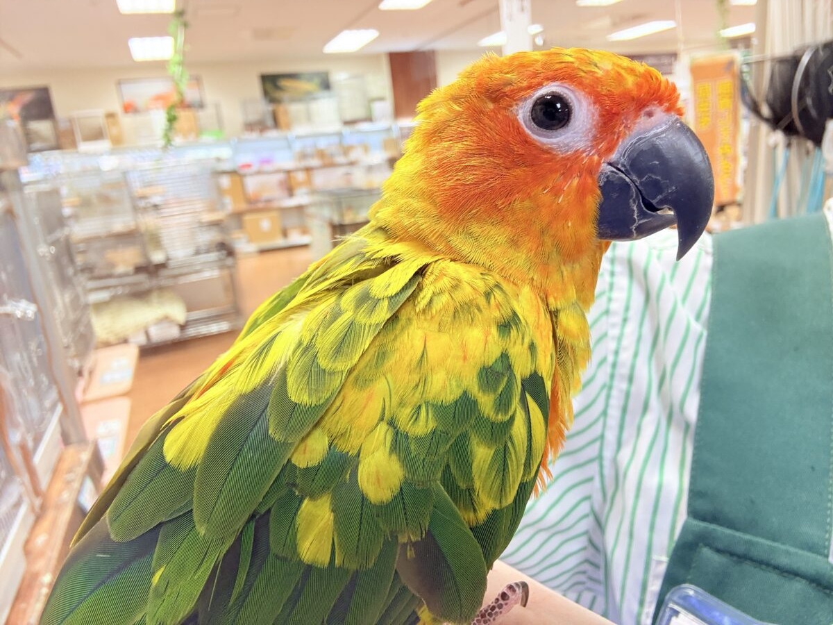 【最新画像更新🪄︎︎✨】いつでもうっ鳥❣️激甘プリティ〜バード参上🔥❤️🔥コガネメキシコインコ コガネメキシコインコ