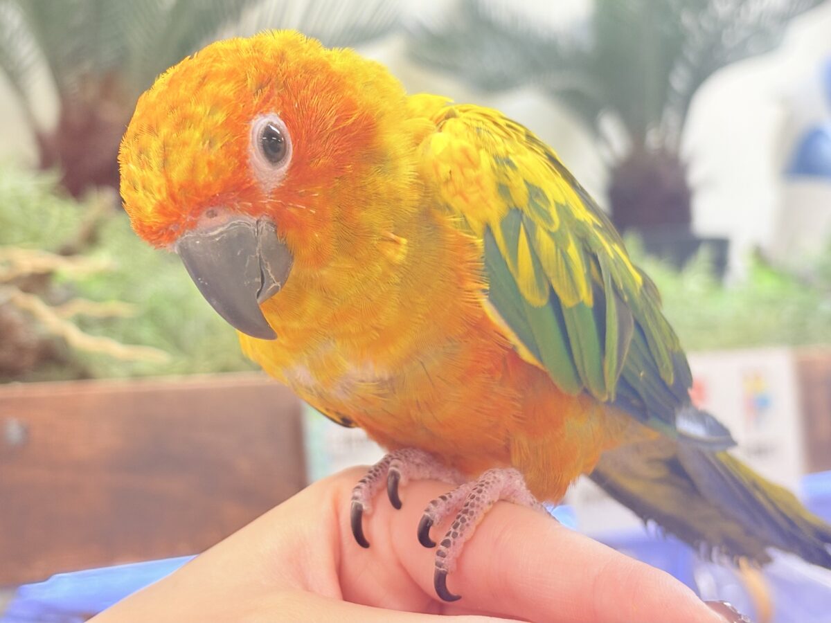 【最新画像更新🪄︎︎✨】いつでもうっ鳥❣️激甘プリティ〜バード参上🔥❤️🔥コガネメキシコインコ コガネメキシコインコ