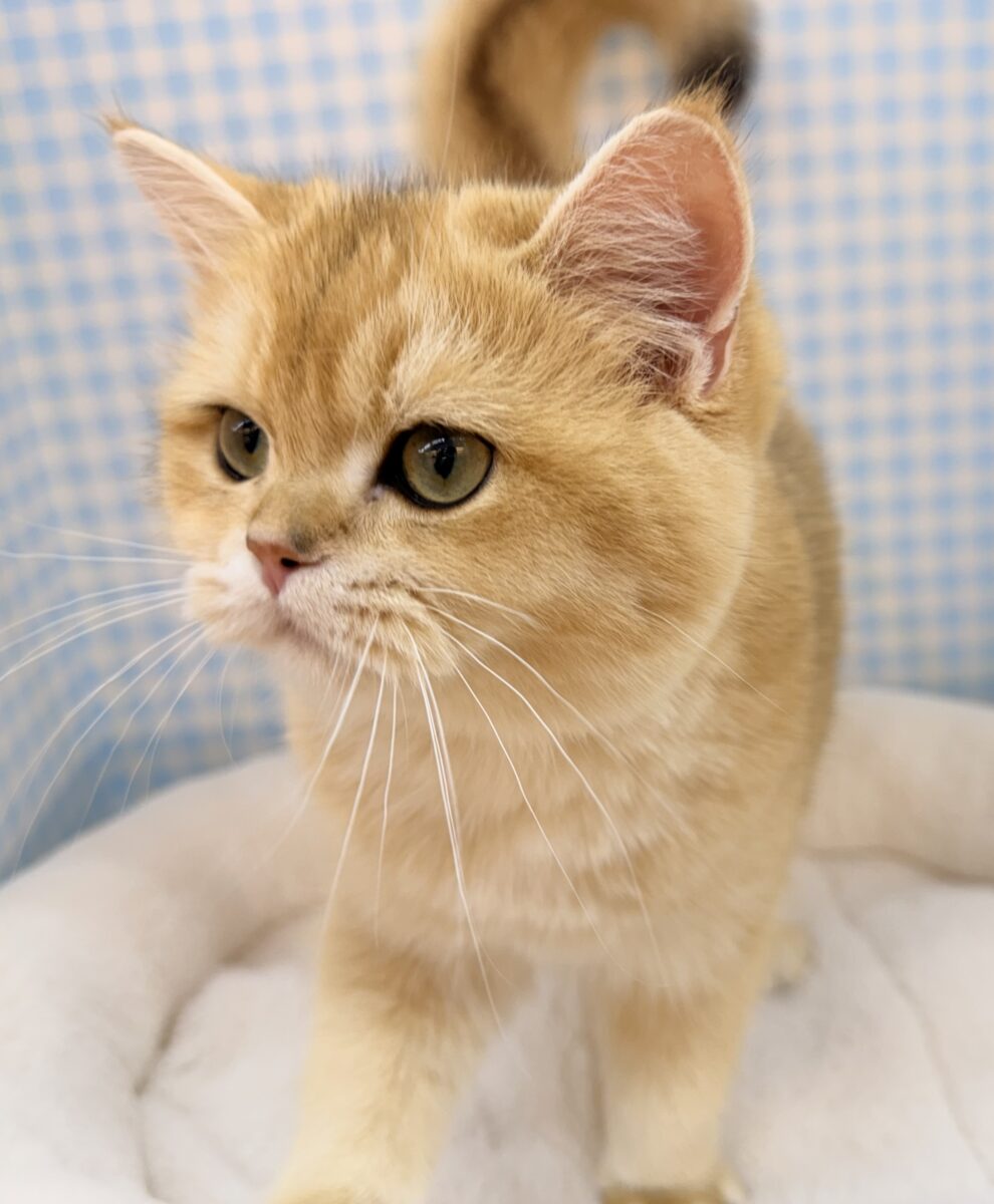 最新📷珍しい毛色のブリティッシュくん! ブリティッシュショートヘア