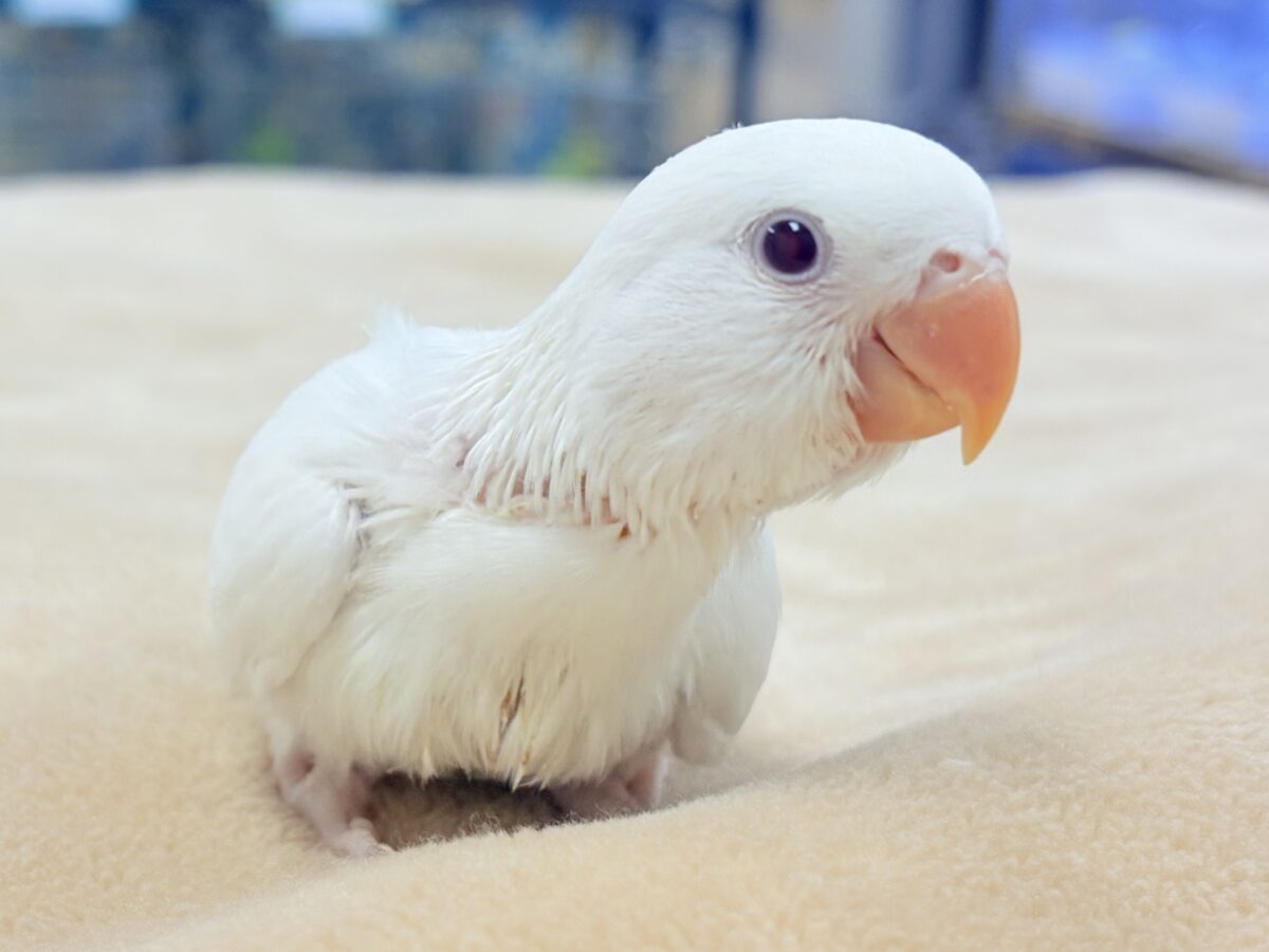 【最新画像】空から舞い降りてきた天使👼コザクラインコ(ペルーファロー)ヒナ コザクラインコ(小桜インコ)