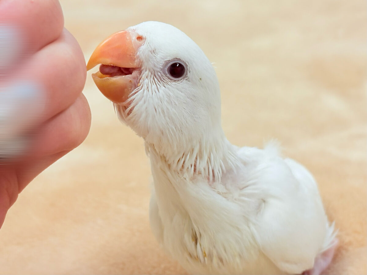 【最新画像】空から舞い降りてきた天使👼コザクラインコ(ペルーファロー)ヒナ コザクラインコ(小桜インコ)
