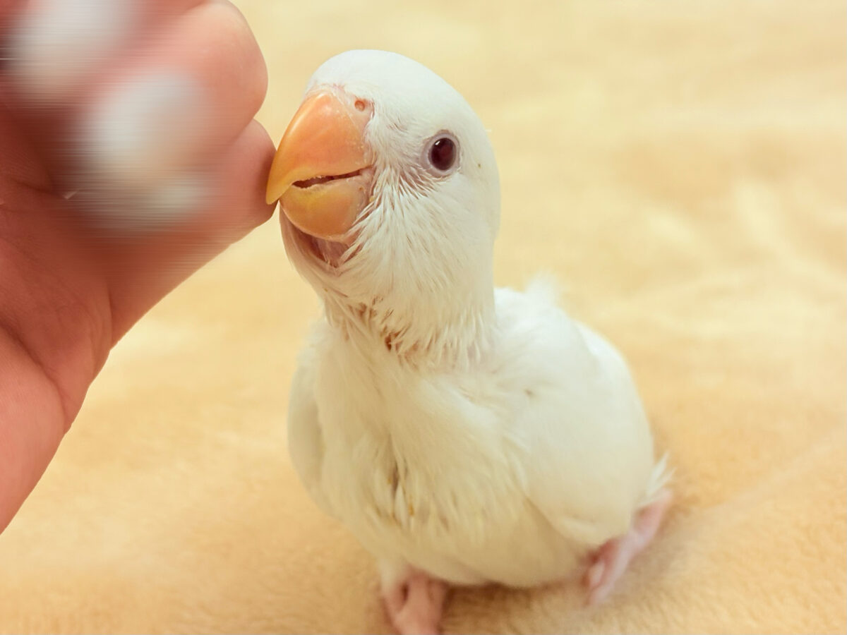 【最新画像】空から舞い降りてきた天使👼コザクラインコ(ペルーファロー)ヒナ コザクラインコ(小桜インコ)