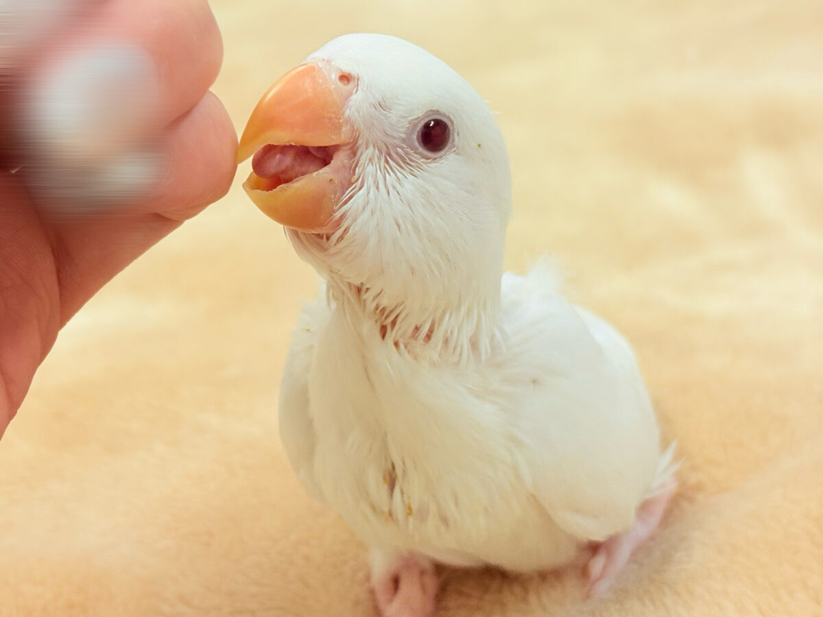 【最新画像】空から舞い降りてきた天使👼コザクラインコ(ペルーファロー)ヒナ コザクラインコ(小桜インコ)