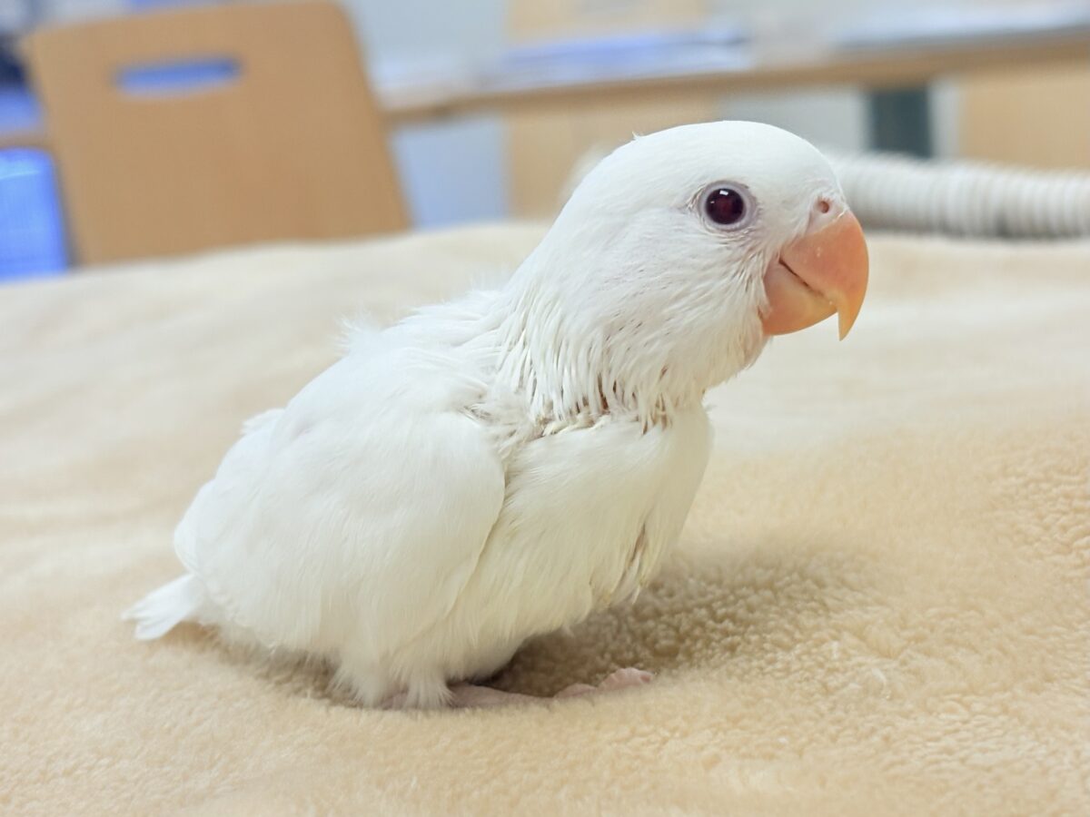 【最新画像】空から舞い降りてきた天使👼コザクラインコ(ペルーファロー)ヒナ コザクラインコ(小桜インコ)