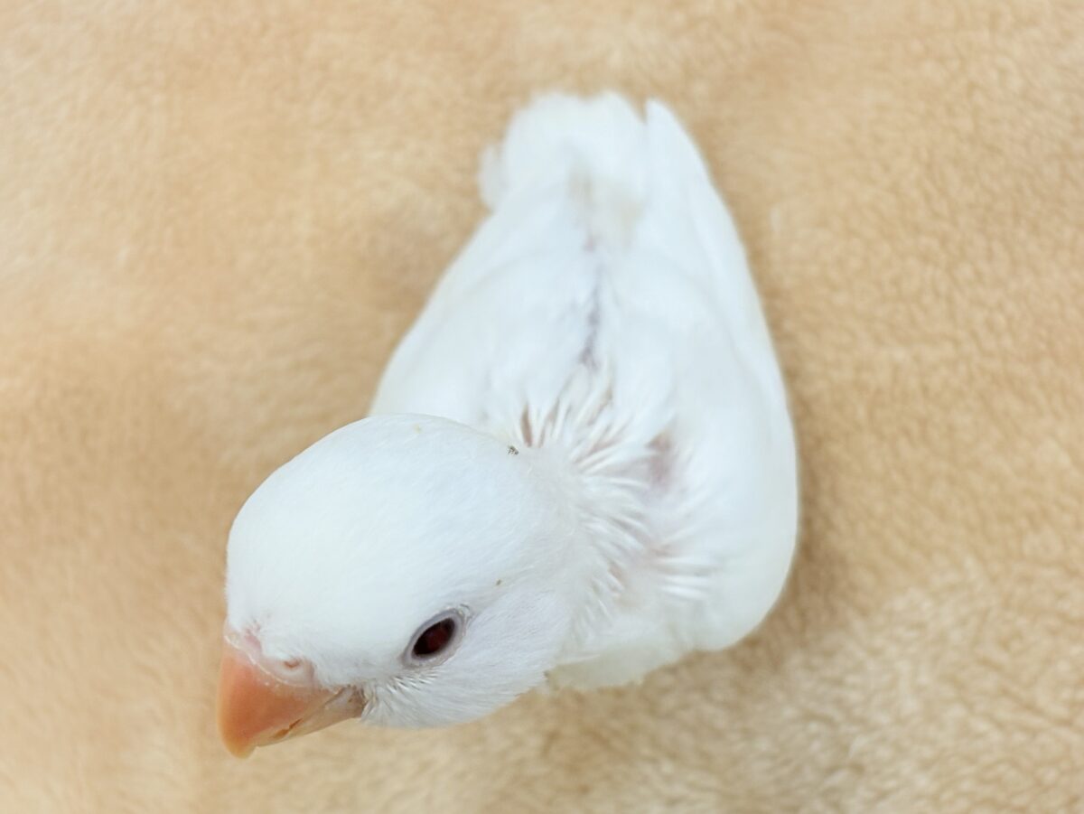 【最新画像】空から舞い降りてきた天使👼コザクラインコ(ペルーファロー)ヒナ コザクラインコ(小桜インコ)