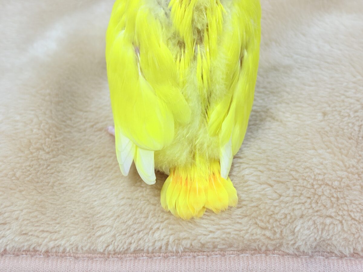 コザクラインコ（小桜インコ）
