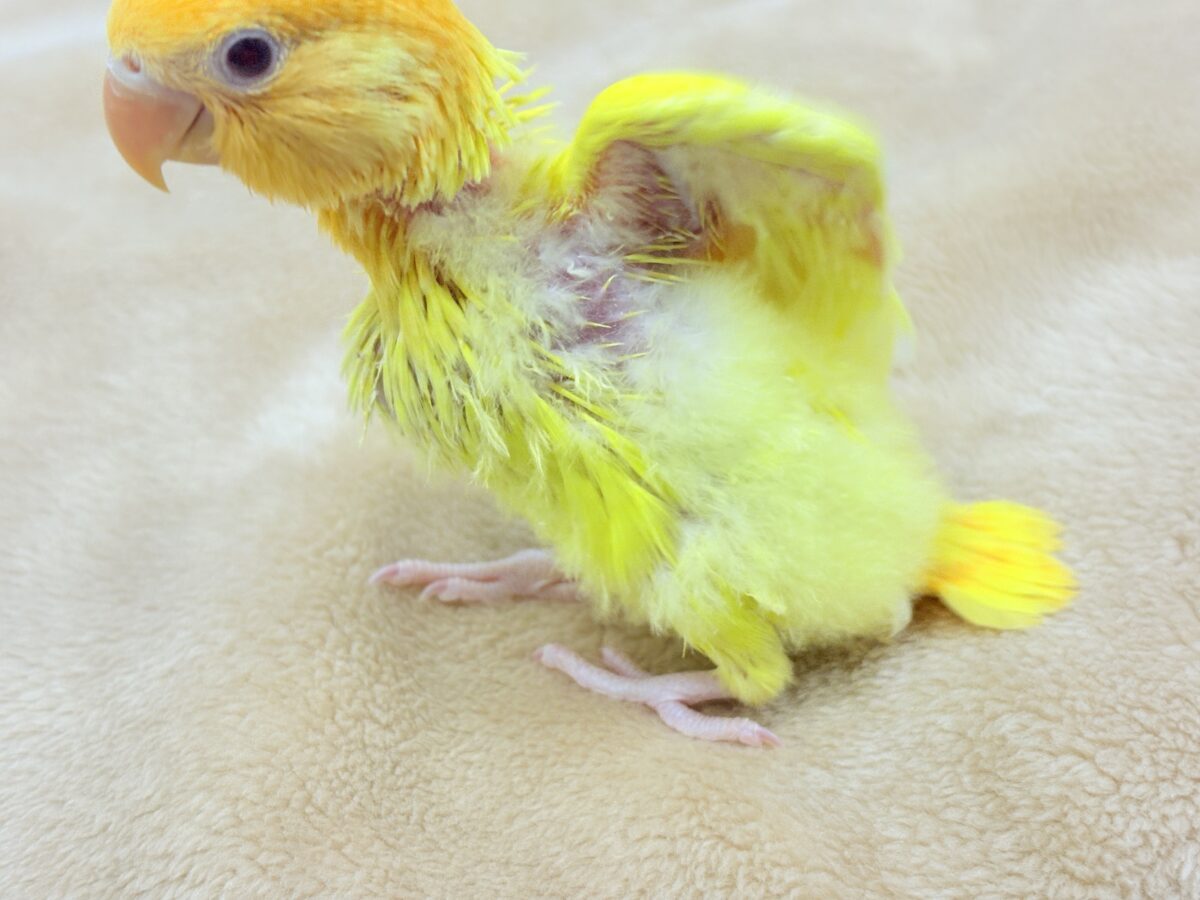 コザクラインコ（小桜インコ）