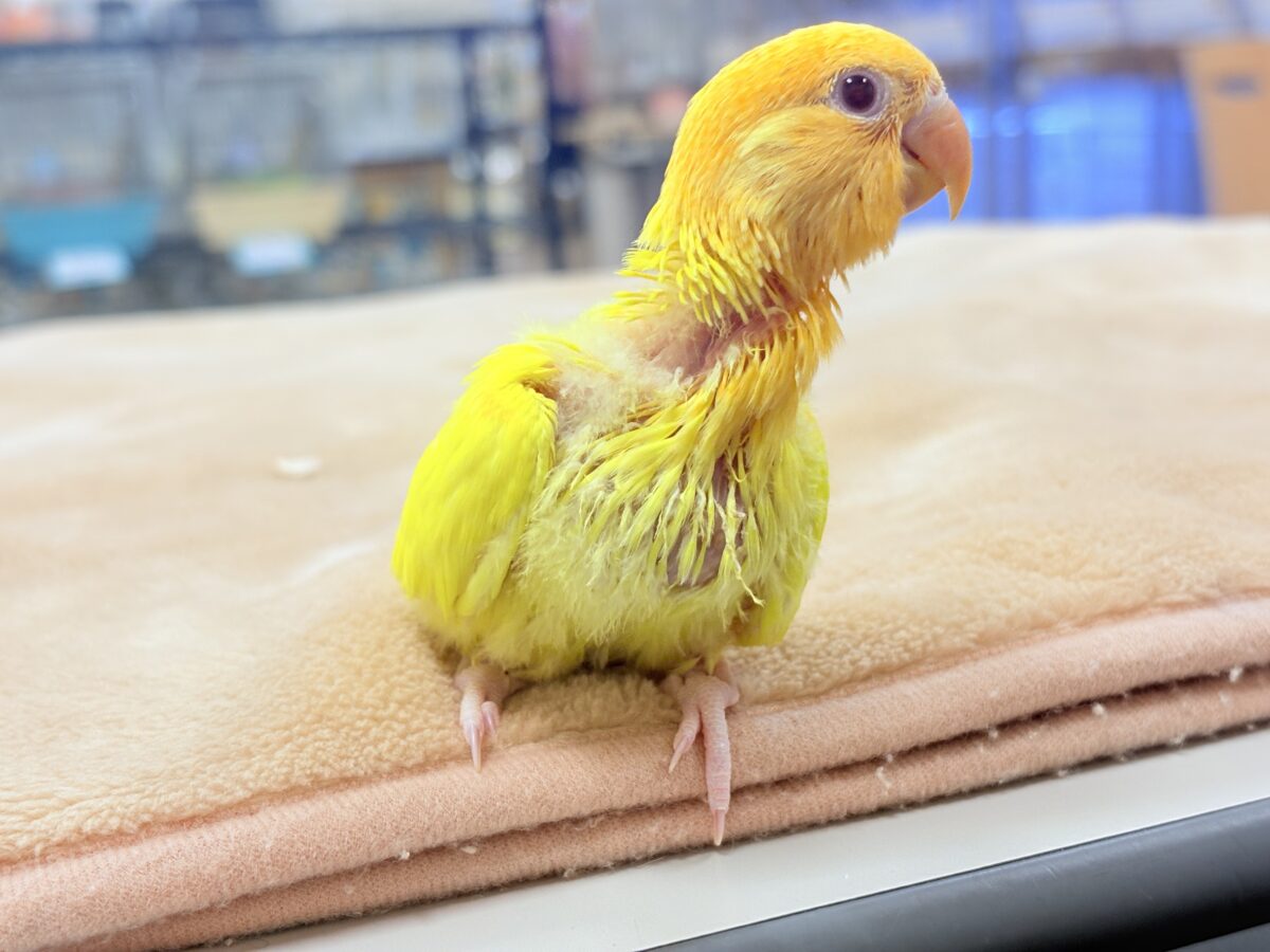 コザクラインコ（小桜インコ）