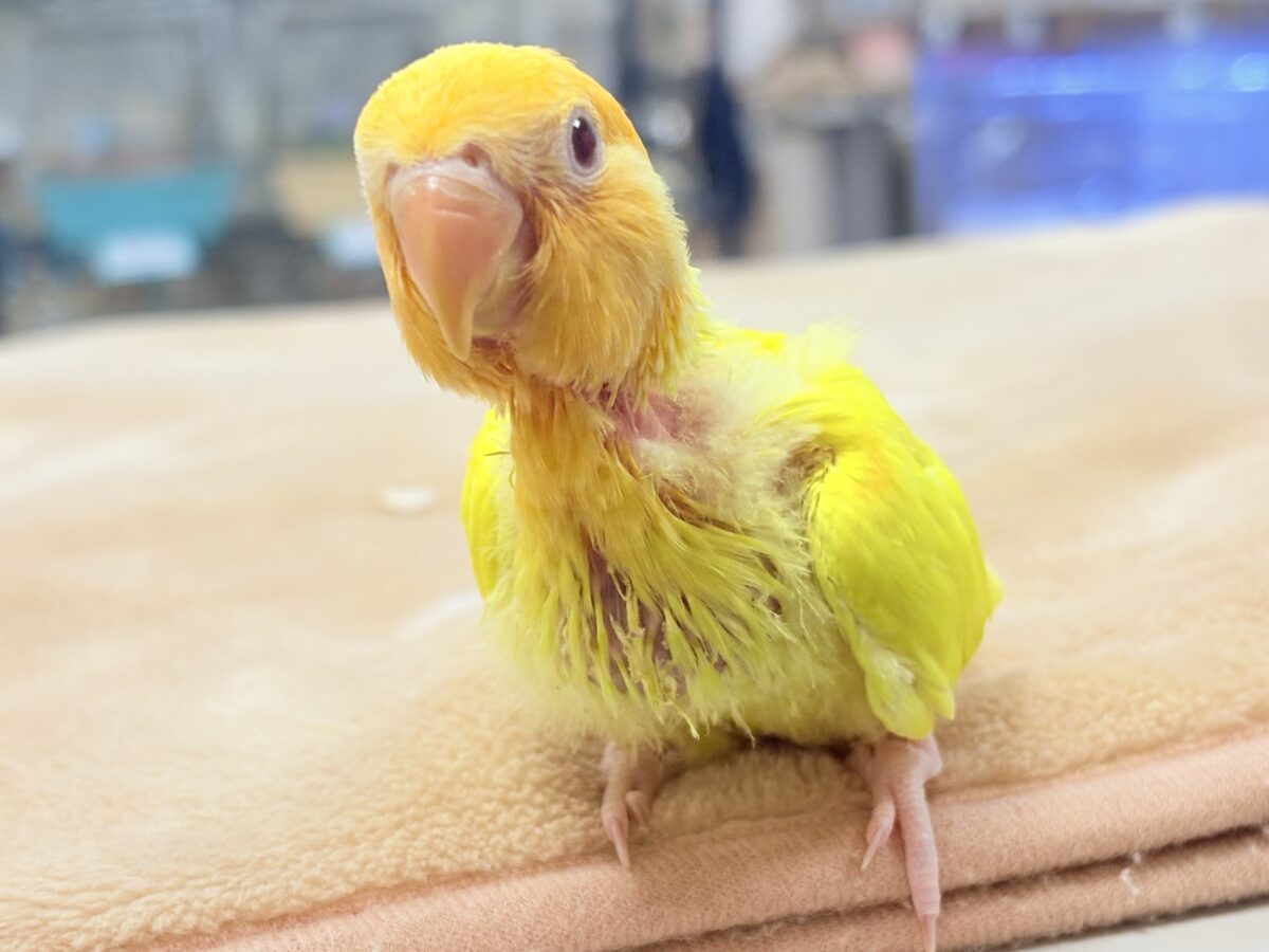 コザクラインコ（小桜インコ）