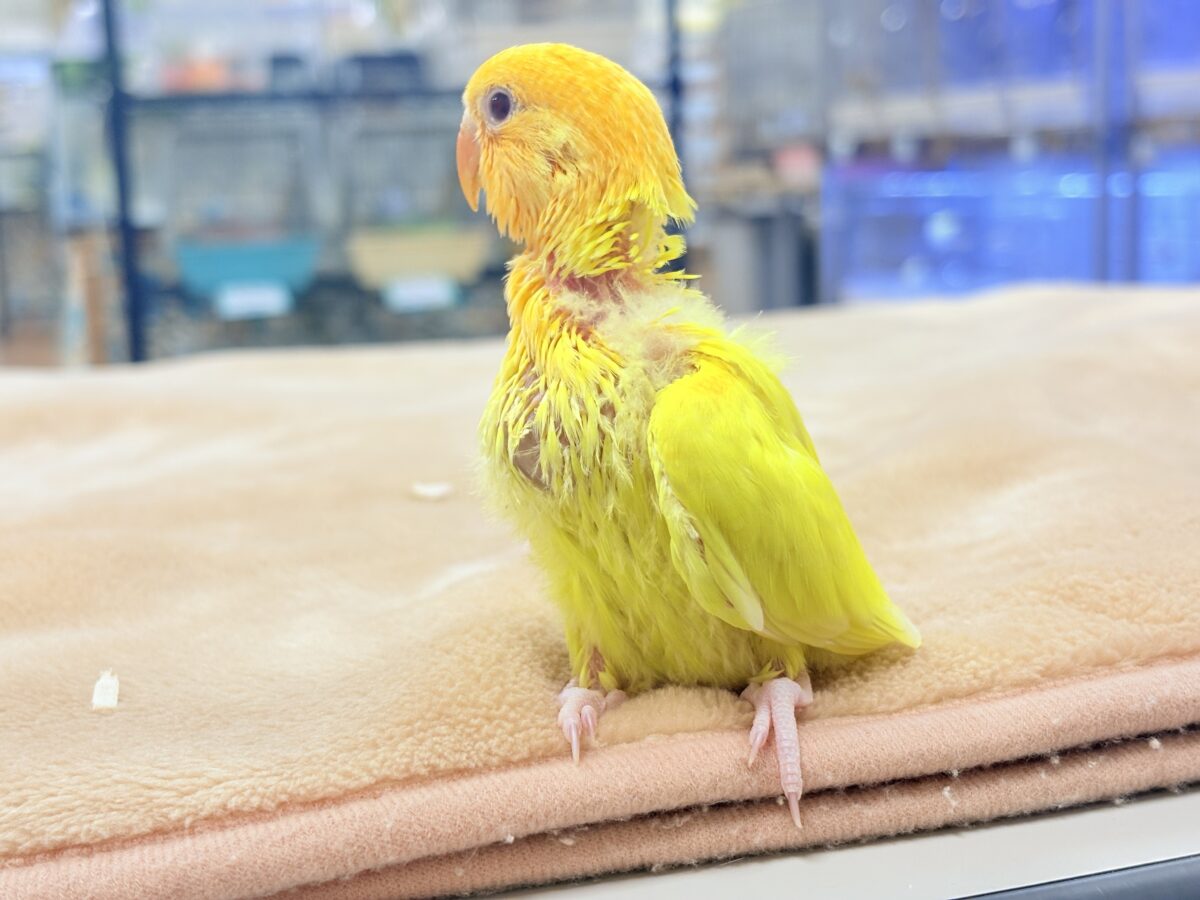 コザクラインコ（小桜インコ）